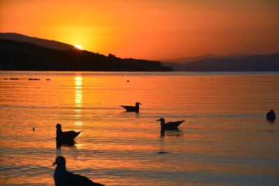 Silhouette ducks swimming on lake against sky during sunset