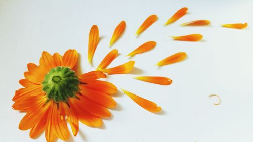 Close-up of yellow flower