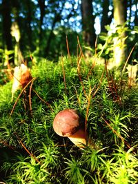 Close-up of mushroom growing on field