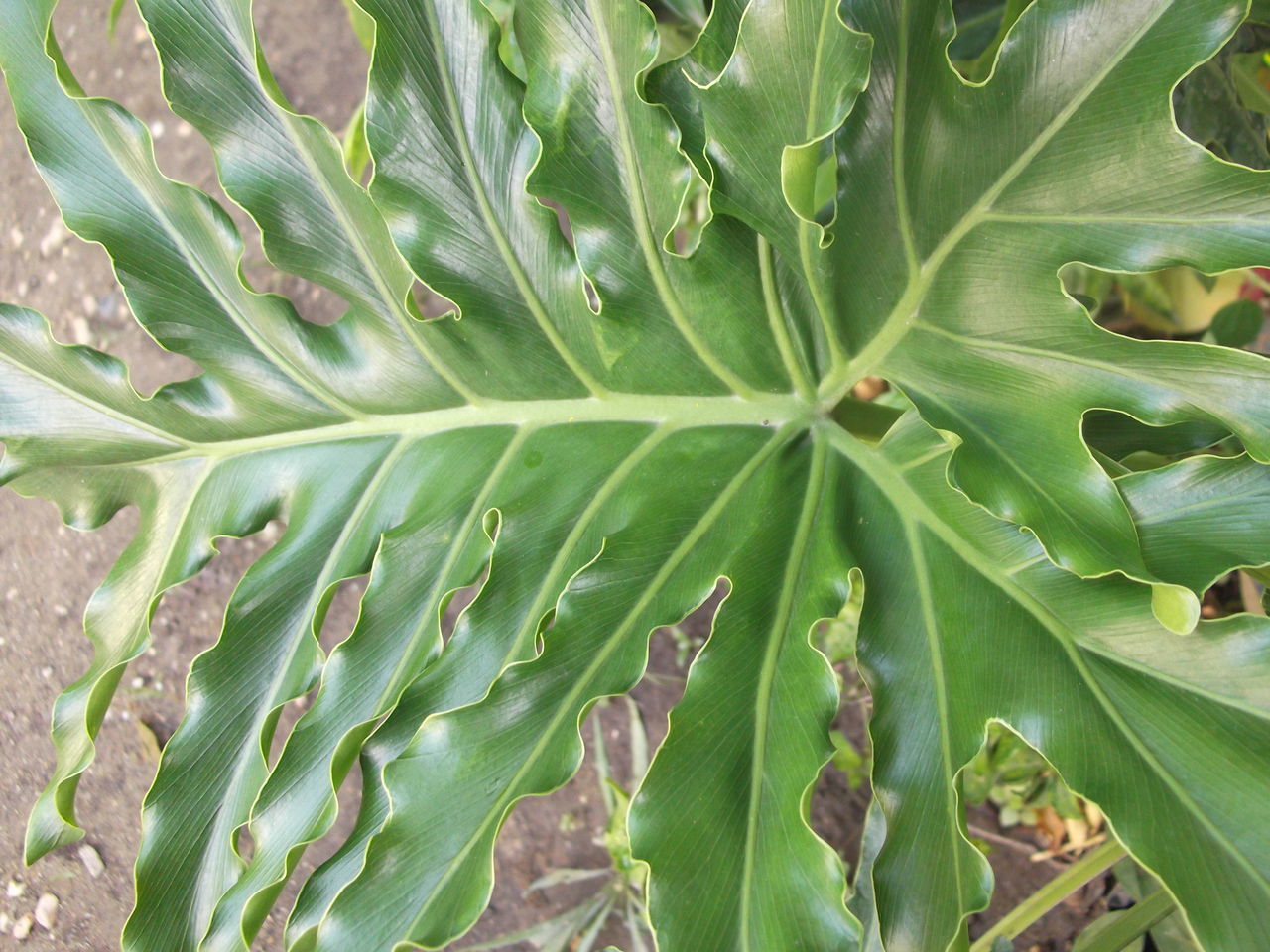 green, plant part, leaf, plant, growth, nature, tree, no people, full frame, beauty in nature, backgrounds, flower, food and drink, close-up, food, land, field, freshness, outdoors, day, agriculture, pattern, environment, botany, tranquility, leaf vein, healthy eating