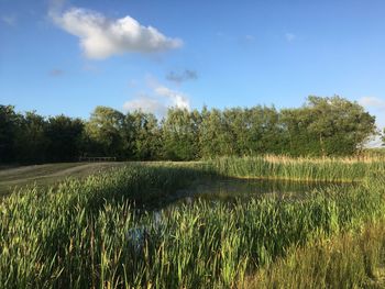 Scenic view of field against sky
