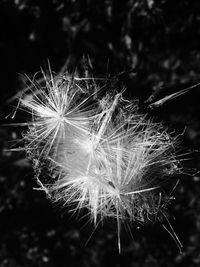 Close-up of dandelion against blurred background