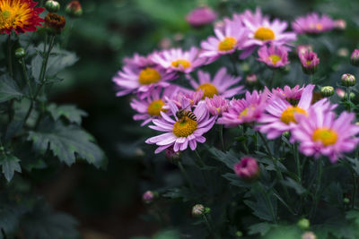 Close-up of bee pollinating flowers