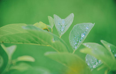 Close-up of raindrops on green leaves