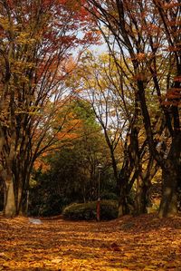 Trees in autumn