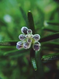 Close-up of white flower buds