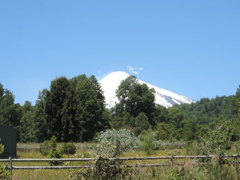 Trees on landscape against clear blue sky