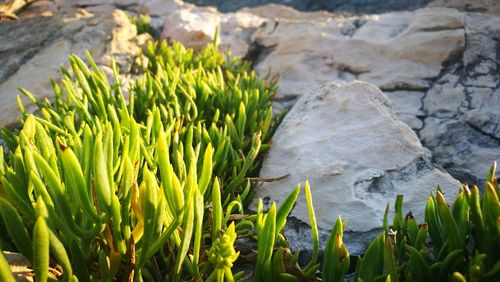 Close-up of fresh green plants