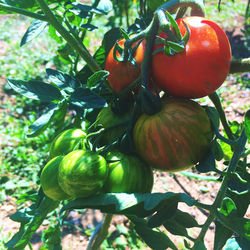 Close-up of fruits growing on plant