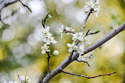 Close-up of cherry blossom tree