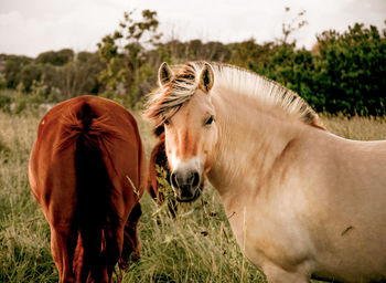 Horses in a field