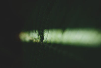 Close-up of water drops on plant against black background