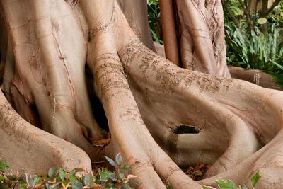 Trees in the forest