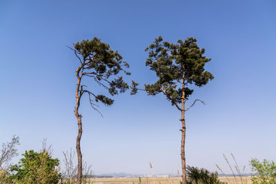 Low angle view of trees against clear blue sky