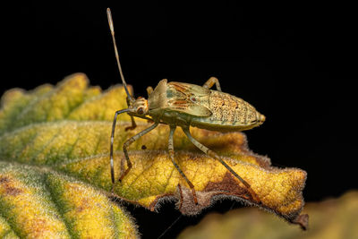 Close-up of insect on leaf