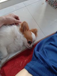 High angle view of dog relaxing on hand