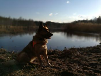 Dog on lake against sky