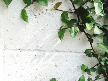 Close-up of ivy plant growing on white wall