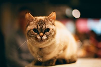 Close-up portrait of cat at home