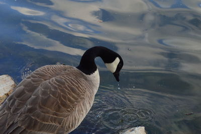 High angle view of swan swimming in lake