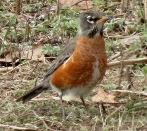 Close-up of bird perching on field