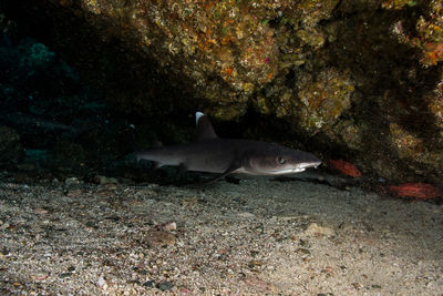 Fish swimming in sea