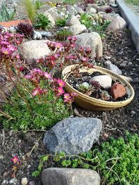 High angle view of potted plant on field