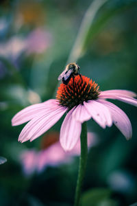 Close-up of butterfly on pink flower