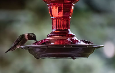 Close-up of a hummingbird feeding