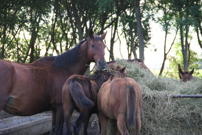 Horses in ranch