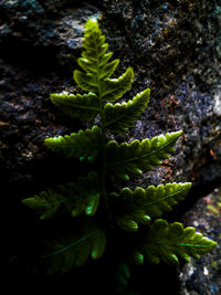 Close-up of green leaves