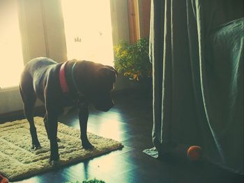 Dog standing in corridor