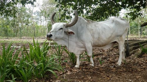 White horned cow standing in a field