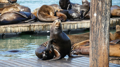 San francisco sea lion