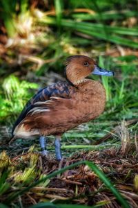 The fulvous whistling duck 