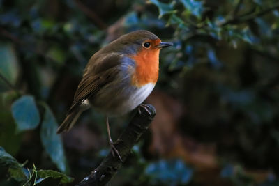 Close-up of bird perching outdoors