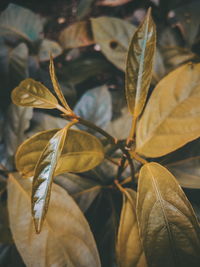 Close-up of autumn leaves