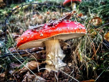 Close-up of fly agaric mushroom on field