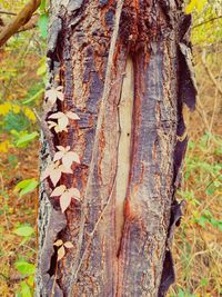 Close-up of lizard on tree trunk