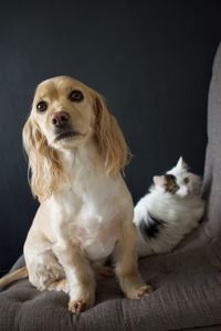 Close-up of dog sitting