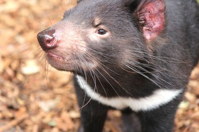 Close up of a tasmanian devil