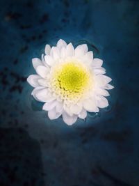 Close-up of flower against blurred background