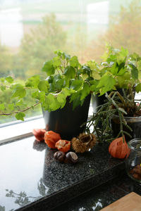 Potted plant on table