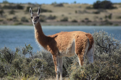 Llama standing on field by river 
