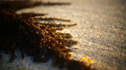 Close-up of bee on water