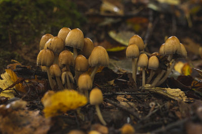 nature