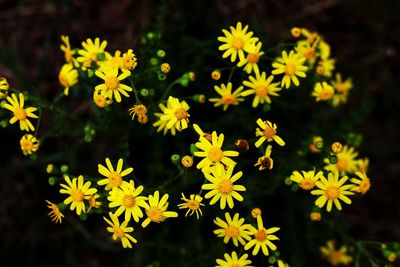 Close-up of yellow flowering plants