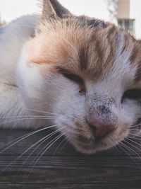 Close-up portrait of cat relaxing on floor