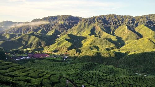 Scenic view of agricultural field against sky