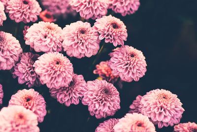 Close-up of pink flowering plants